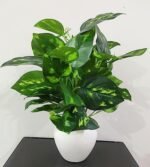 Natural Looking Artificial Money Plant/Tree with Pot | Ornamental Plant for Interior Decor | Home/Shop/Office Décor (Multicolour)