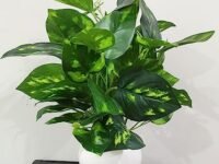 Natural Looking Artificial Money Plant/Tree with Pot | Ornamental Plant for Interior Decor | Home/Shop/Office Décor (Multicolour)