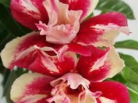 Dejestqoo Adenium Flower Live Plant