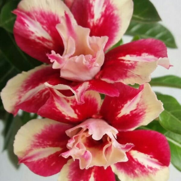Dejestqoo Adenium Flower Live Plant