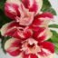 Dejestqoo Adenium Flower Live Plant
