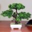 Dekorly Artificial Bonsai with Plastic Pot (Green, 1 Piece)
