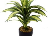Fourwalls Artificial Natural Looking Dracaena Bonsai Plant in A Ceramic Vase for Home Office Decor (24 cm Tall, 25 Leaves, Green)