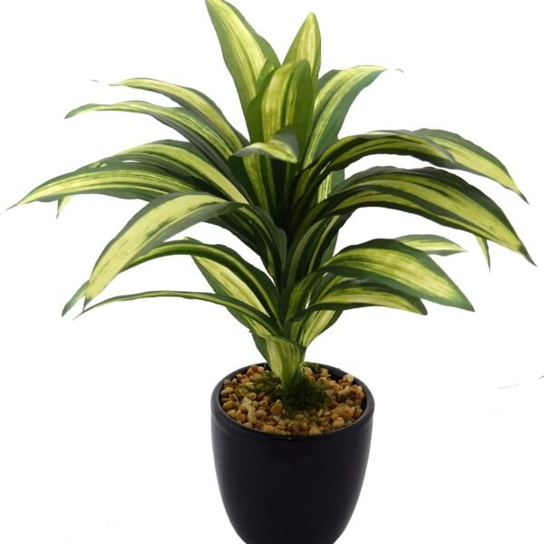Fourwalls Artificial Natural Looking Dracaena Bonsai Plant in A Ceramic Vase for Home Office Decor (24 cm Tall, 25 Leaves, Green)