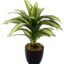 Fourwalls Artificial Natural Looking Dracaena Bonsai Plant in A Ceramic Vase for Home Office Decor (24 cm Tall, 25 Leaves, Green)